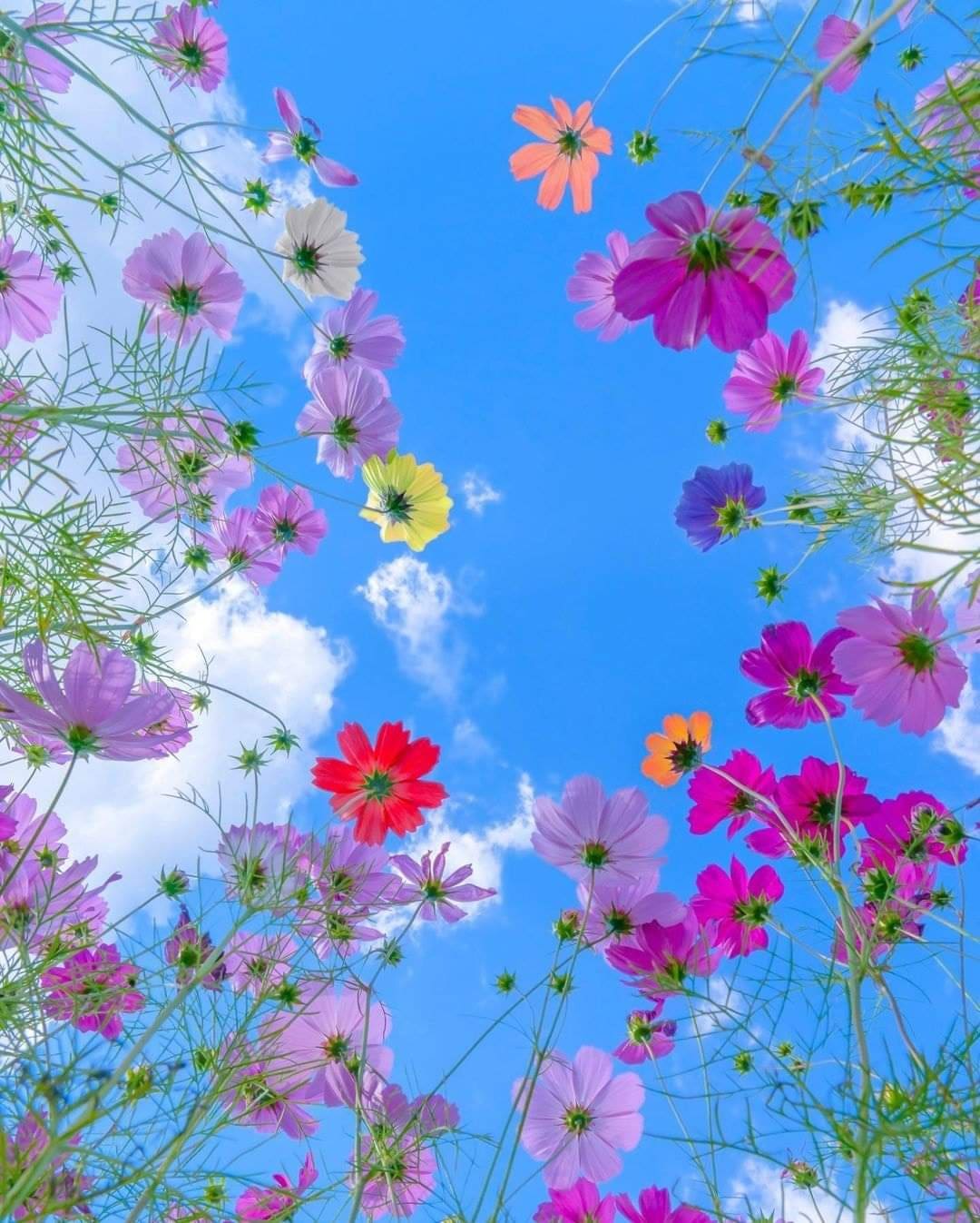 A handful of flowers in bright, joyful colors.